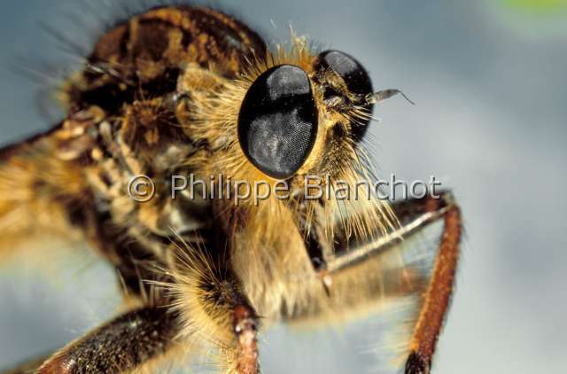 asilus crabroniformis 2.JPG - Asilus crabroniformis (Portrait)Asile frelonHornet robber flyDiptera, AsilidaeFrance